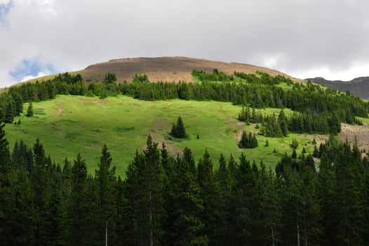 Lush Green Scenic Landscape with Pine Trees photo
