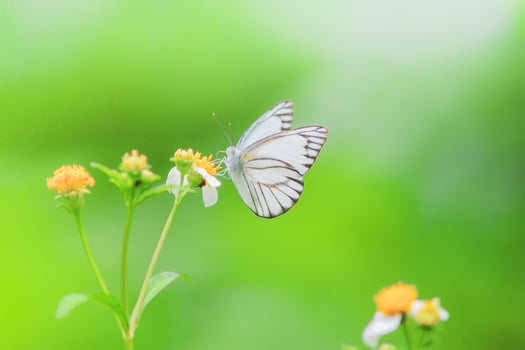Beautiful butterflies in nature are searching for nectar from flowers in the Thai region of Thailand. photo