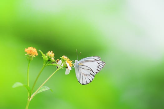 Beautiful butterflies in nature are searching for nectar from flowers in the Thai region of Thailand. photo