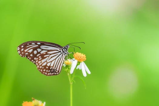Beautiful butterflies in nature are searching for nectar from flowers in the Thai region of Thailand. photo