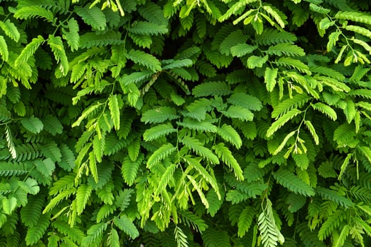 green leaf wall background green tamarind leaf background photo