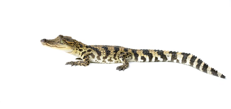 young crocodile on white background photo