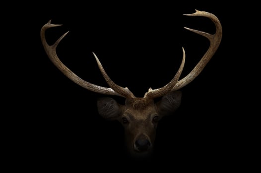 elds deer in the dark photo