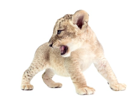 baby lion isolated on white background photo