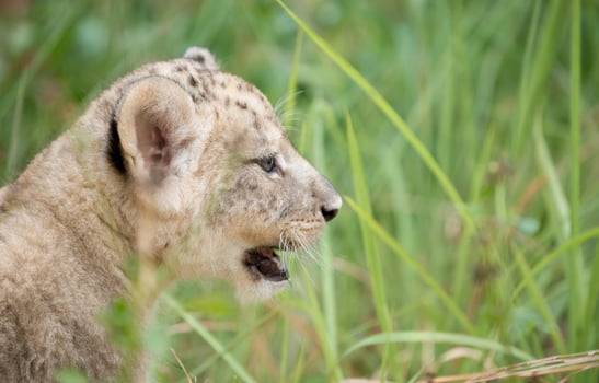 cub of lion photo
