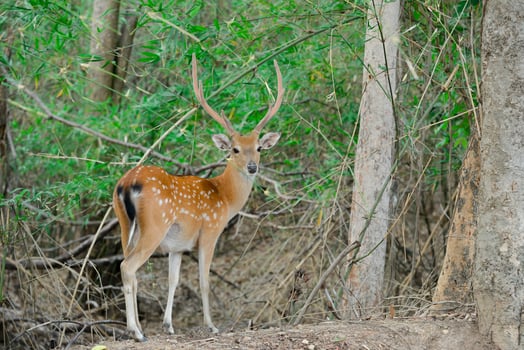 sika deer in forest photo