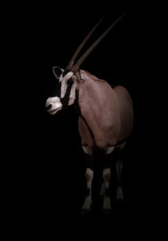 gemsbok or oryx photo