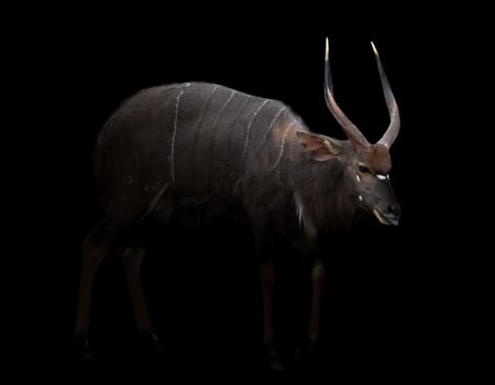 male nyala standing in the dark photo