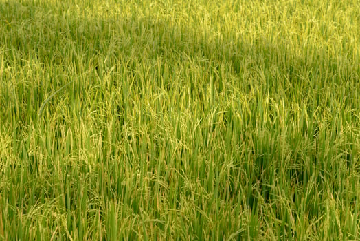 Rice field. Thai agriculture photo