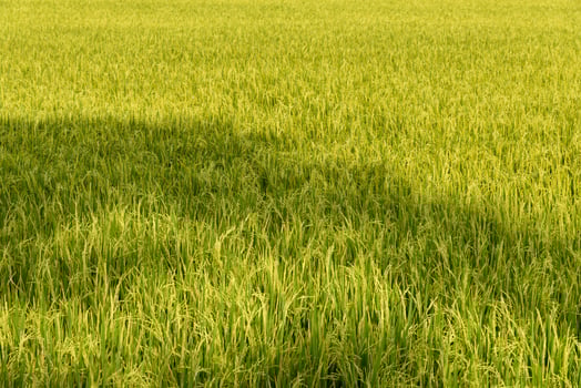 Rice field. Thai agriculture photo