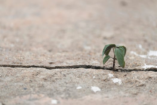 Plant tree inserts itself up from the cracks of the concrete floor with copy space photo