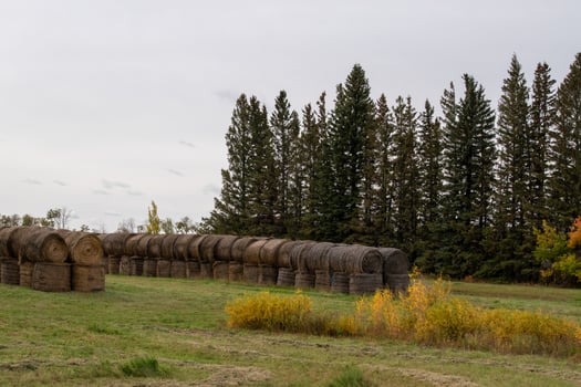 Hay Bales after fall harvest on the Canadian Prairies. photo