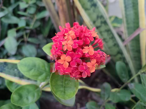 red flower Ixora chinensis, commonly known as Chinese ixora photo