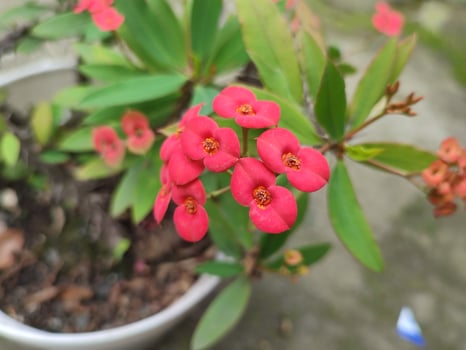 Red Euphorbia milii flower in the garden photo