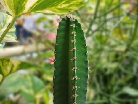 very fertile cactus photo