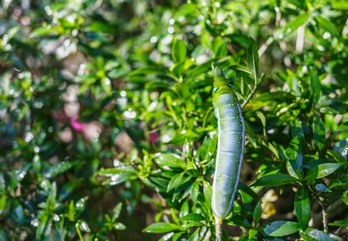 Green caterpillar on leaf photo