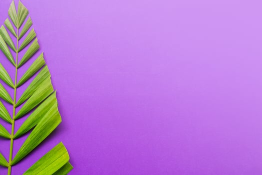 Palm leaves on purple background. Holy week and Lent season concept. photo