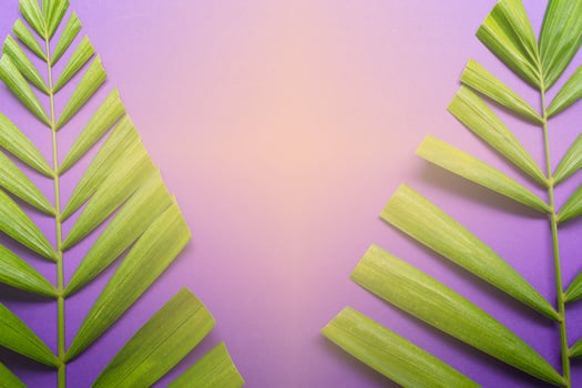 Palm leaves on purple background with light shape of cross. Lent season concept. photo