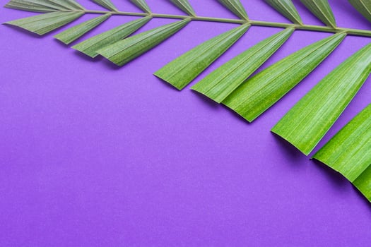 Palm leaves on purple background. Holy week and Lent season concept. photo
