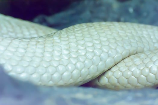 Albino Siamese Cobra photo