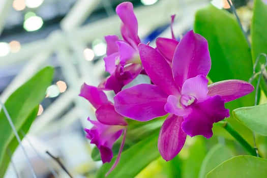 Cattleya is a genus of 113 species of orchids from Costa Rica and the Antilles south to Argentina. photo