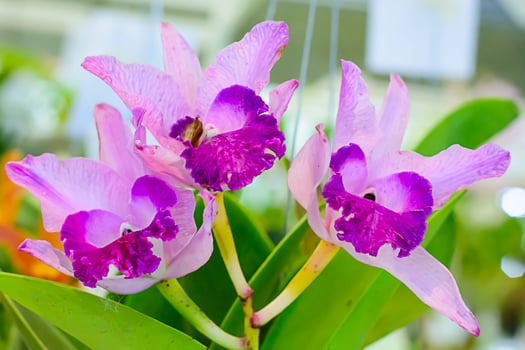 Cattleya is a genus of 113 species of orchids from Costa Rica and the Antilles south to Argentina. photo