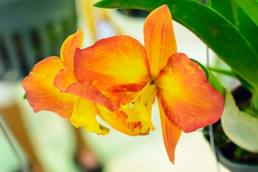 Cattleya is a genus of 113 species of orchids from Costa Rica and the Antilles south to Argentina. photo