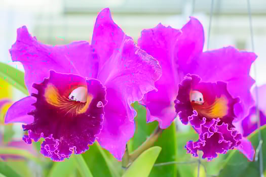 Cattleya is a genus of 113 species of orchids from Costa Rica and the Antilles south to Argentina. photo