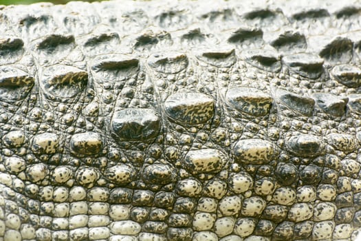 The big crocodile take in a zoo photo