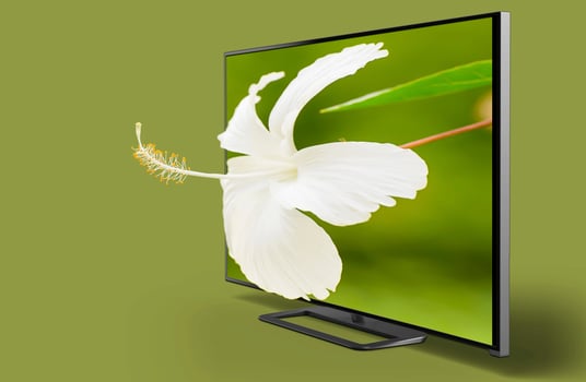 Hibiscus pop up out tv photo