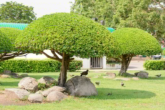 The birds and tree beautiful trim in the garden photo