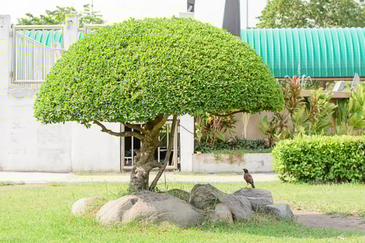 The birds and tree beautiful trim in the garden photo