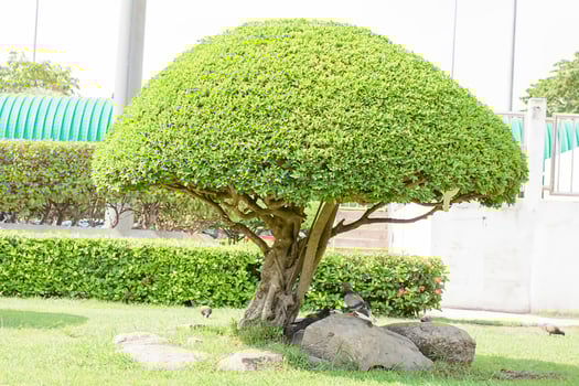 The birds and tree beautiful trim in the garden photo