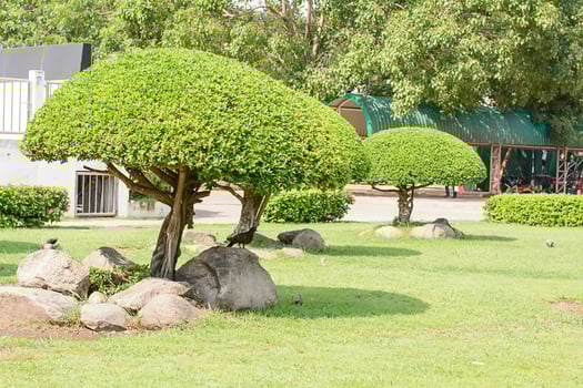 The birds and tree beautiful trim in the garden photo