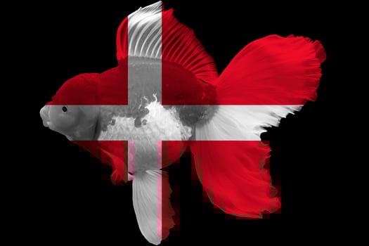 Flag of Denmark on goldfish photo