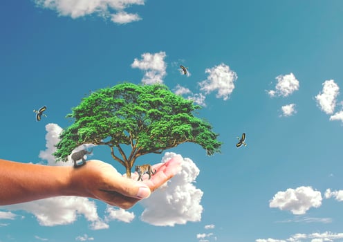 The concept of saving the world, protecting the environment. tree in hand for change photo