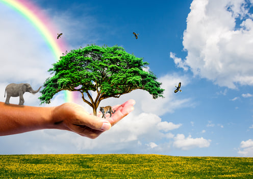 The concept of saving the world, protecting the environment. tree in hand for change photo