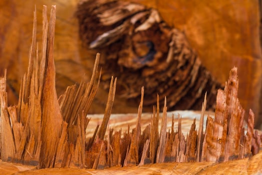 Close-stump ripped and torn. photo