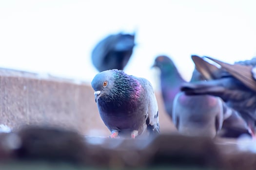The pigeon on roof tiles in nature photo