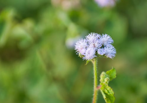 Wild Flower in Bangladesh. photo