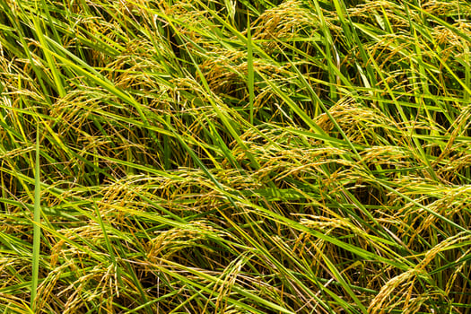 Yellow rice background photo