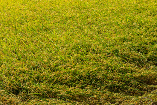 Yellow Rice grains background photo