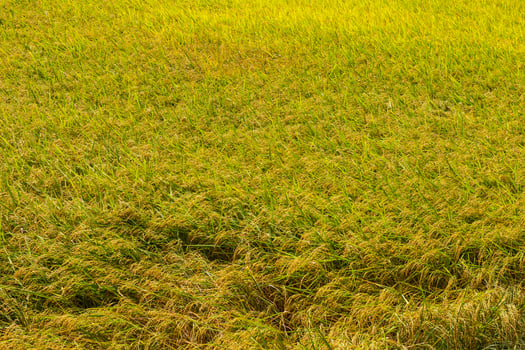 Yellow Rice grains background photo