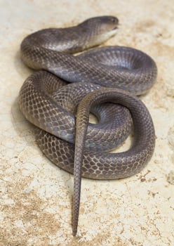 Cobra coiled concrete dead photo