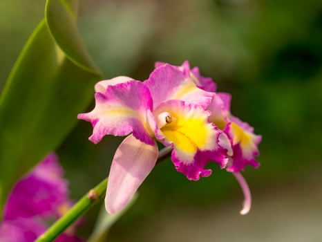 A cattleya orchids bouquet of beautiful wreaths on a blurred green background photo
