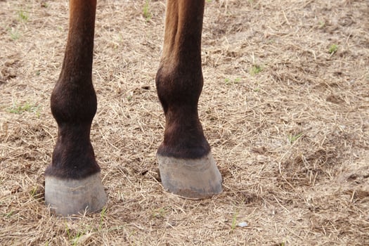 Back legs and feet of brown horse and light brown ground. photo