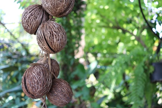 Dark brown and dried fruits of Suicide tree are hanging and blur green background. Another name of Suicide tree is Othalanga or Pong Pong. photo