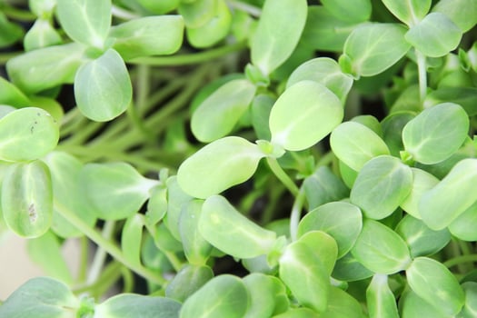 Green leaves of sunflower's spouts. photo