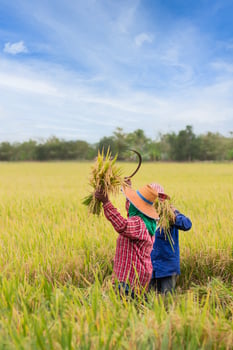 Two Asian farmers harvesting organic paddy rice in Thailand. photo