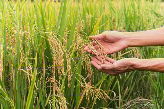 Agriculture hand gently holding yellow rice in the paddy field. photo